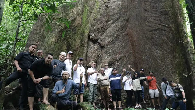 Pohon besar yang berada di Batu Rongring