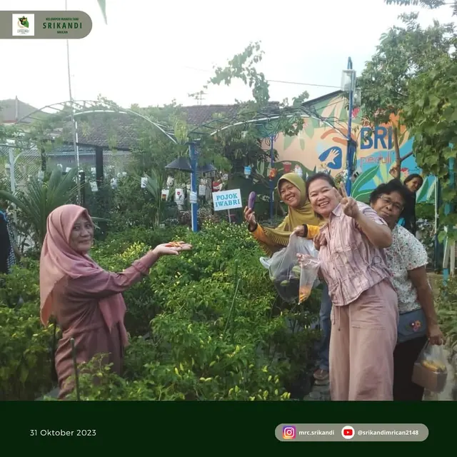 Anggota KWT Srikandi sedang panen hasil urban farmingnya