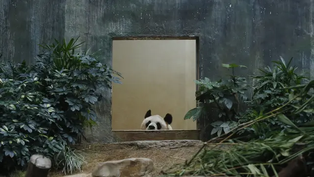 Sedih, Panda Jantan Tertua di Dunia Mati