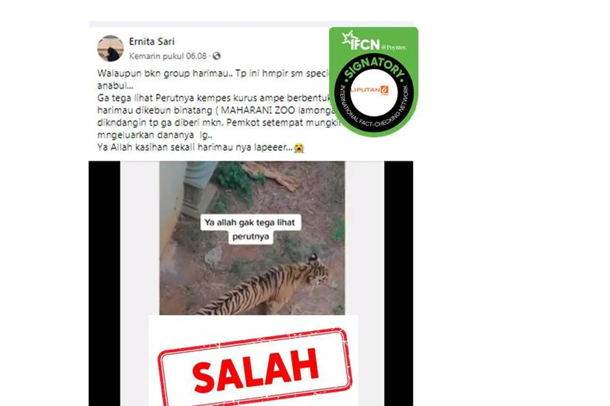 Cek Fakta harimau kurus karena kelaparan
