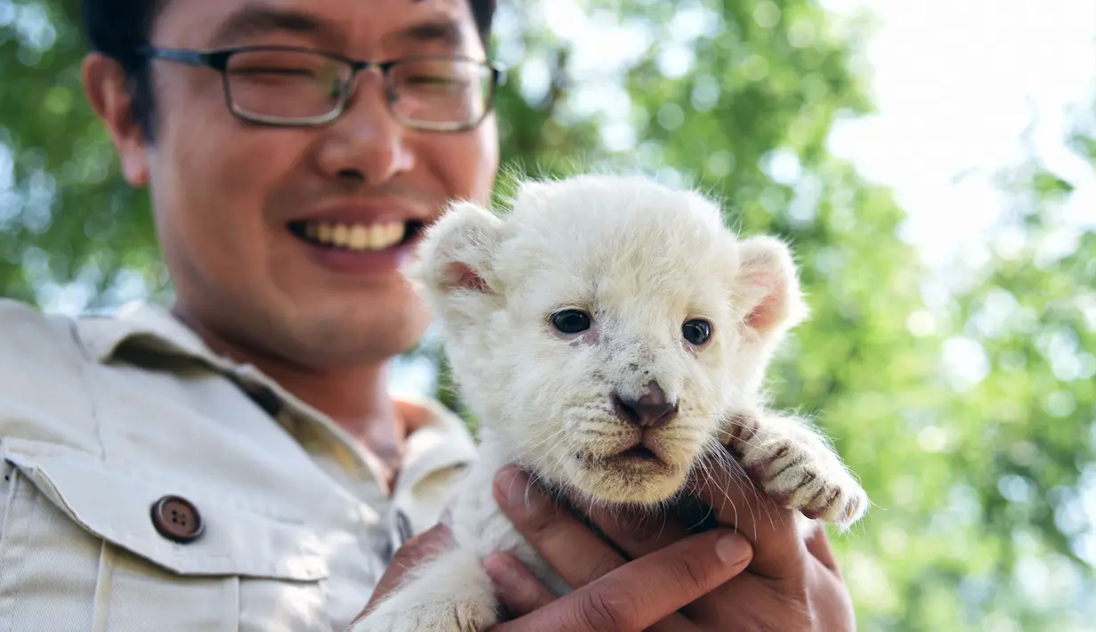 Penjaga kebun binatang He Shubao memeriksa seekor bayi singa putih di taman margasatwa Wild World Jinan, Jinan, Provinsi Shandong, China, Minggu (14/6/2020). Wild World Jinan merayakan satu bulan kelahiran tiga bayi singa putih mereka pada 14 Juni 2020. (Xinhua/Wang Kai)