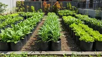 Cara Mengatur Jarak Tanaman Sayur agar Tumbuh Subur, Tak Bisa Sembarangan Menanam