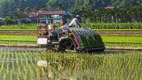 Petani memanfaatkan transplanter untuk menanam padi.