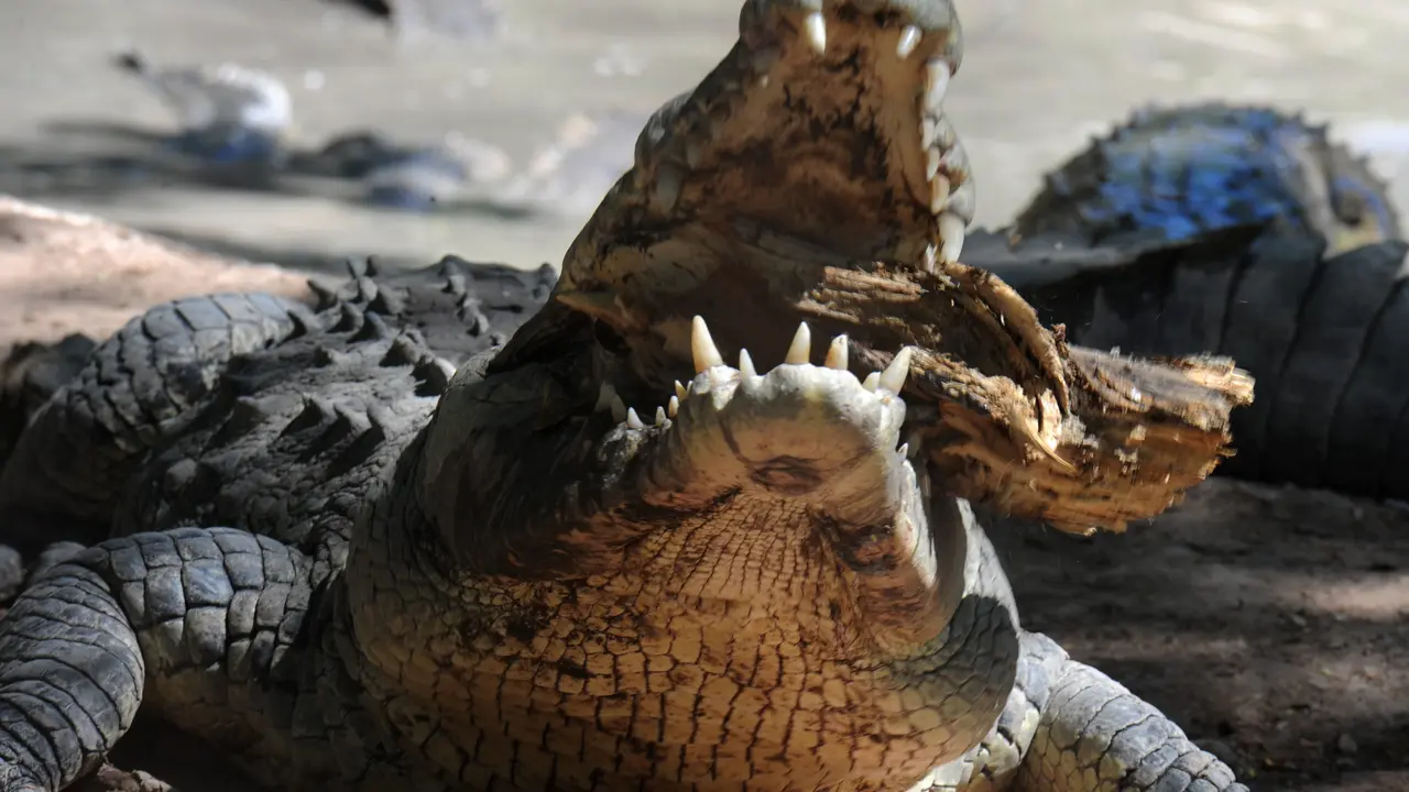 20151101-Ribuan Buaya Makan Cabang Pohon Karena Kelaparan-Honduras