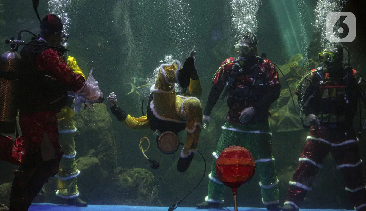 Sejumlah penyelam melakukan atraksi di akuarium SeaWorld Ancol, Jakarta, Senin (24/1/2022). Atraksi barongsai dan liong digelar dalam rangka memeriahkan perayaan tahun baru Imlek 2573. (Liputan6.com/Faizal Fanani)