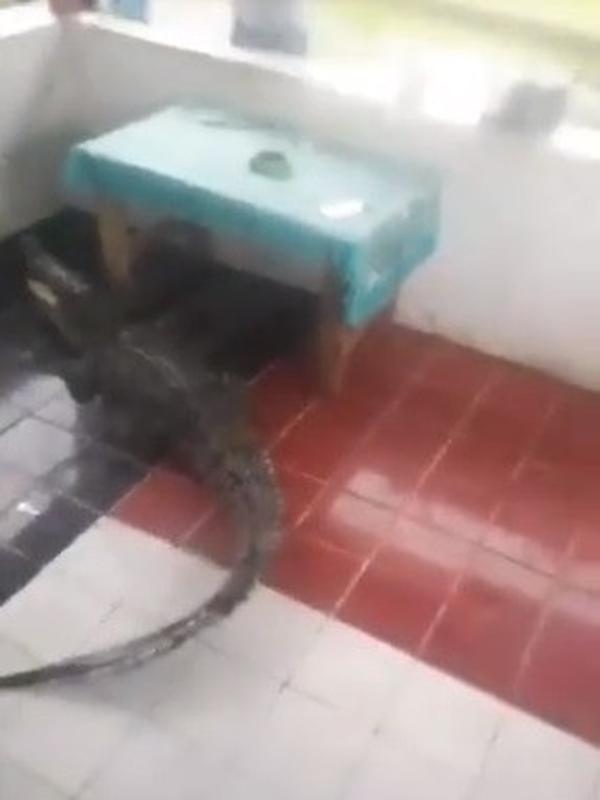 buaya (foto: twitter/@kxddelmuddel)