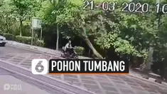 POHON TUMBANG