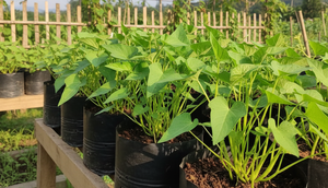 Tips Menanam Kangkung di Polybag, Panen Melimpah di Lahan Terbatas dalam Hitungan Minggu