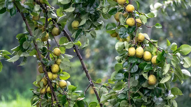 Pohon Pir, Tanaman Buah yang Tidak Boleh Ditanam di Depan Rumah