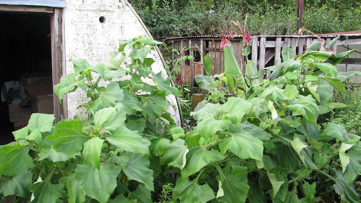 7 Ide Kebun Umbi Yakon di Pekarangan Rumah, Mudah Dirawat untuk Cadangan Pangan Rumahan