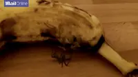 Secara biologi, masih ada kemungkinan laba-laba menyisipkan telur-telurnya ke dalam buah pisang yang sedang menjadi matang ini. 