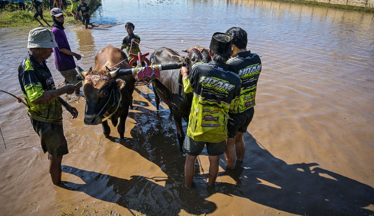 Para peserta bersiap untuk memulai acara Karapan Sapi Brujul di Probolinggo, Jawa Timur pada Minggu 24 Mei 2026. (Juni KRISWANTO/AFP)