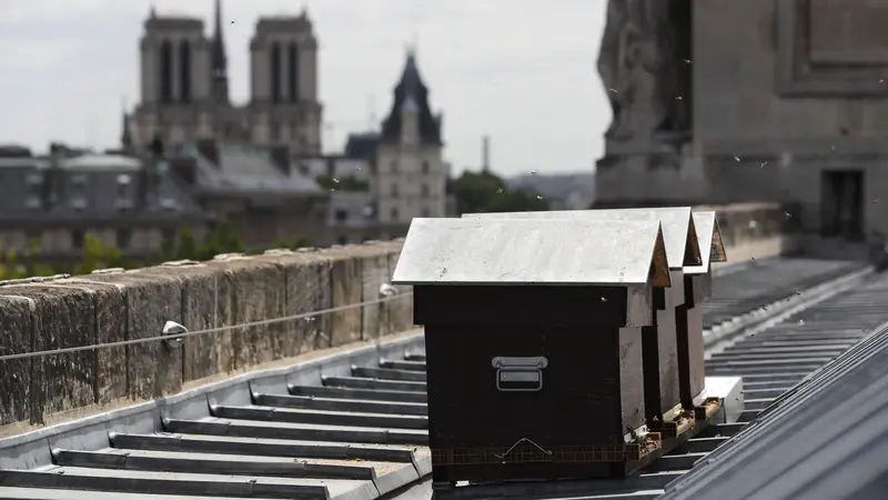 Tiga sarang lebah selamat dari kebakaran Katedral Notre Dame di Paris (AFP/Patrick Kovarik)