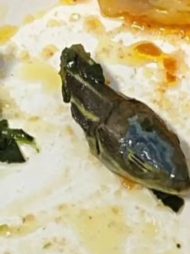 Bikin Bergidik, Kepala Ular Ditemukan di Makanan Pesawat Maskapai Turki Ini Viral