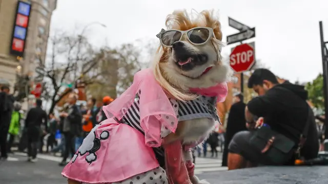 Anjing Berkostum Lucu Ikut Meriahkan Perayaan Halloween