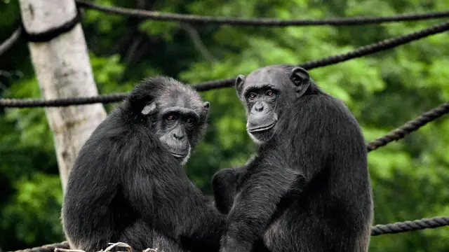 Chimpanzee
