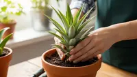 6 Cara Menanam Nanas di Pot dalam Ruangan, Panduan Hasilkan Buah Segar