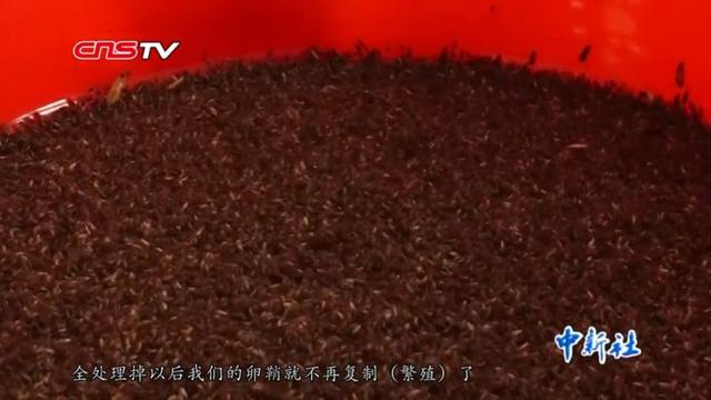 Pabrik Ini Pakai 1 Miliar Kecoak untuk Musnahkan Limbah Makanan