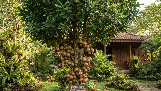 Jenis Pohon Buah yang Buahnya Harum Saat Matang