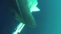 Rekaman mengerikan tunjukkan sebuah drone bawah air yang diserang oleh hiu putih raksasa