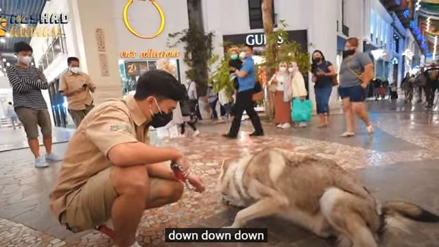 6 Potret Alshad Ahmad Ajak Serigala Jalan-Jalan di Mal, Jadi Pusat Perhatian