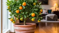 Pohon Buah Mini dalam Pot yang Bisa Jadi Peneduh Teras, Solusi Hijau untuk Rumah Minimalis
