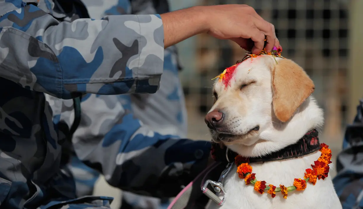 Personel kepolisian menaruh bubuk vermillion di dahi anjing polisi selama perayaan Tihar di Kathmandu, Minggu (27/10/2019). Festival ini merupakan bagian dari Festival Umat Hindu di Nepal, atau yang lebih akrab dikenal dengan sebutan Deepawali. (AP/Niranjan Shrestha)