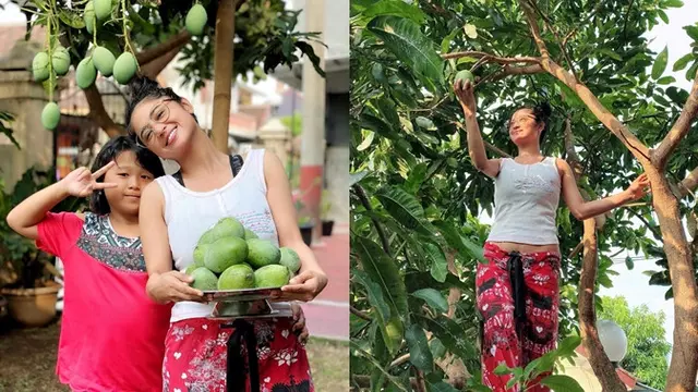 Potret sederhana Dewi Perssik terjun langsung memetik buah mangga yang tumbuh di halaman rumahnya di Jember.