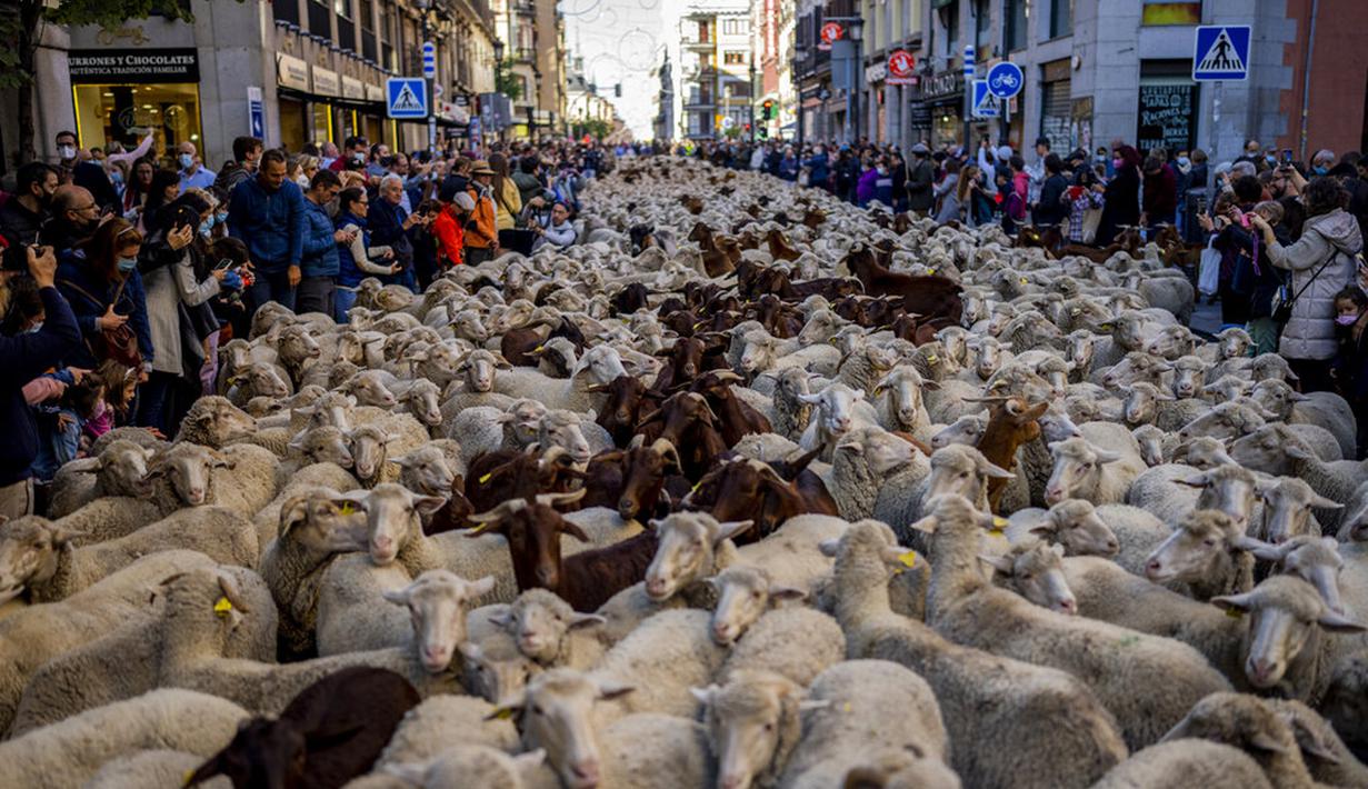 Kawanan domba dipandu melalui pusat Kota Madrid, Spanyol, Minggu (24/10/2021). Para gembala memandu domba melewati jalan-jalan Madrid untuk membela hak penggembalaan dan migrasi kuno yang semakin terancam oleh urban sprawl dan praktik pertanian modern. (AP Photo/Manu Fernandez)