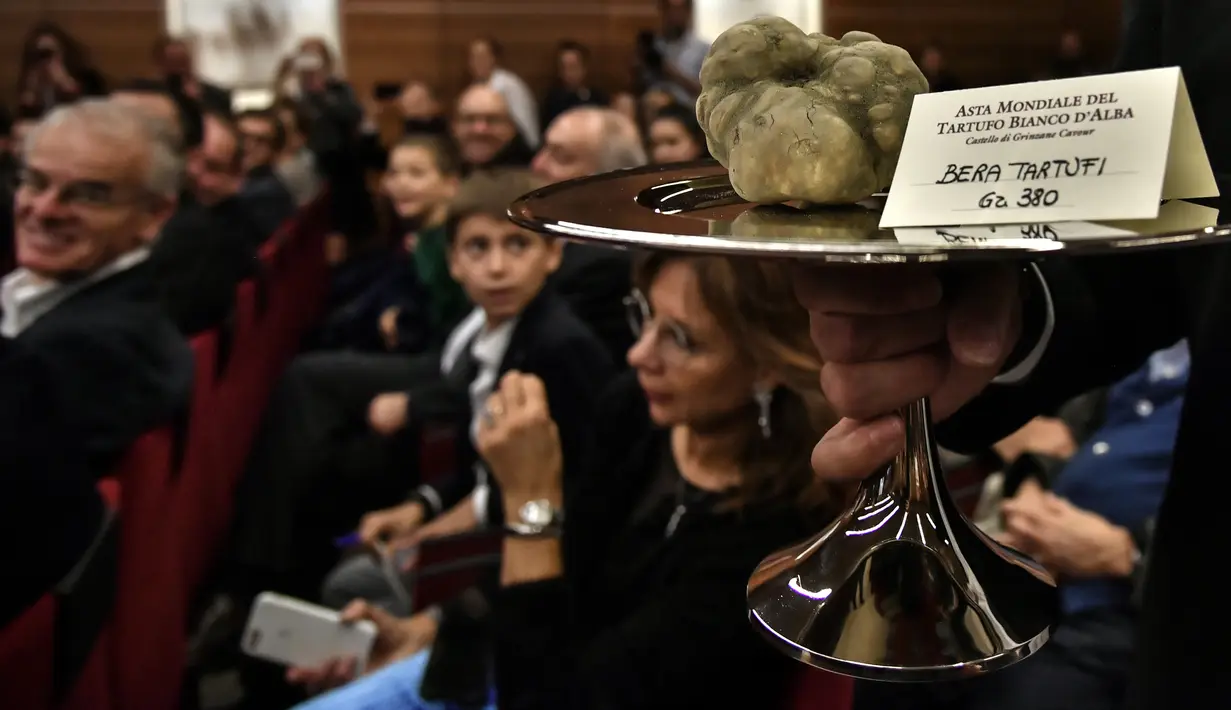 Jamur truffle putih langka seberat 850 gram ditampilkan selama lelang World White Truffle ke-19 di Alba, Italia, 11 November 2018. Jamur itu dibeli oleh warga Hong Kong yang dirahasiakan namanya seharga 85.000 euro (Rp 1,5 miliar). (Marco BERTORELLO/AFP)