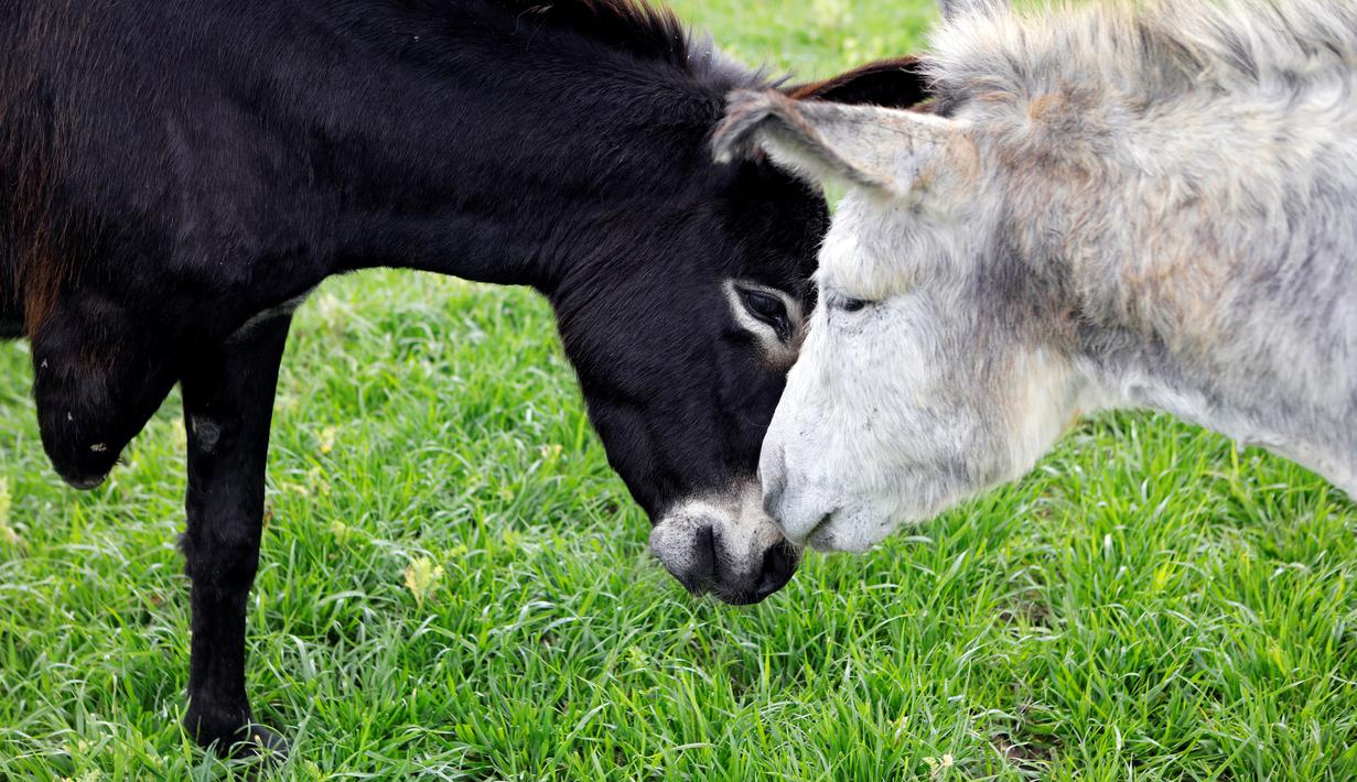 Keledai berkaki tiga berinteraksi dengan temannya di Freedom Farm, Moshav Olesh, Israel, 7 Maret 2019. Freedom Farm memberi hewan-hewan cacat sebuah kehidupan baru. (REUTERS/Nir Elias)