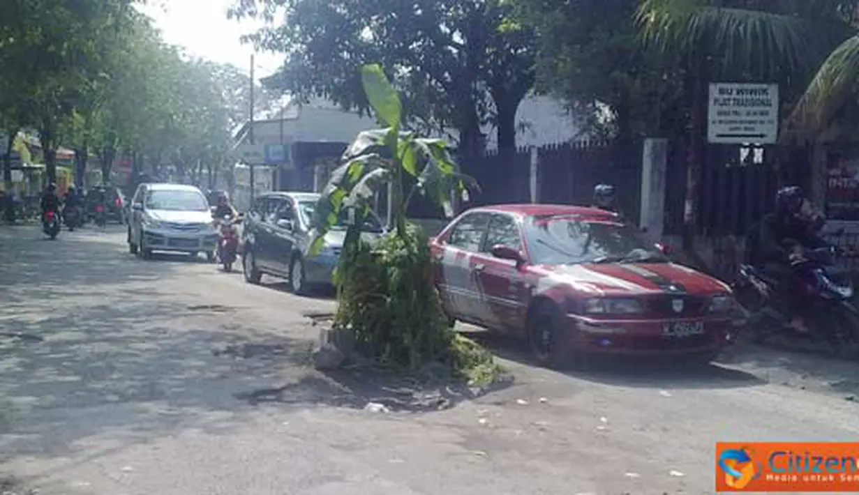 Citizen6, Sidoarjo: Jalan berlubang itu ditanami pohon pisang oleh warga sekitar, agar tidak korban lagi. (Pengirim: Wiro)