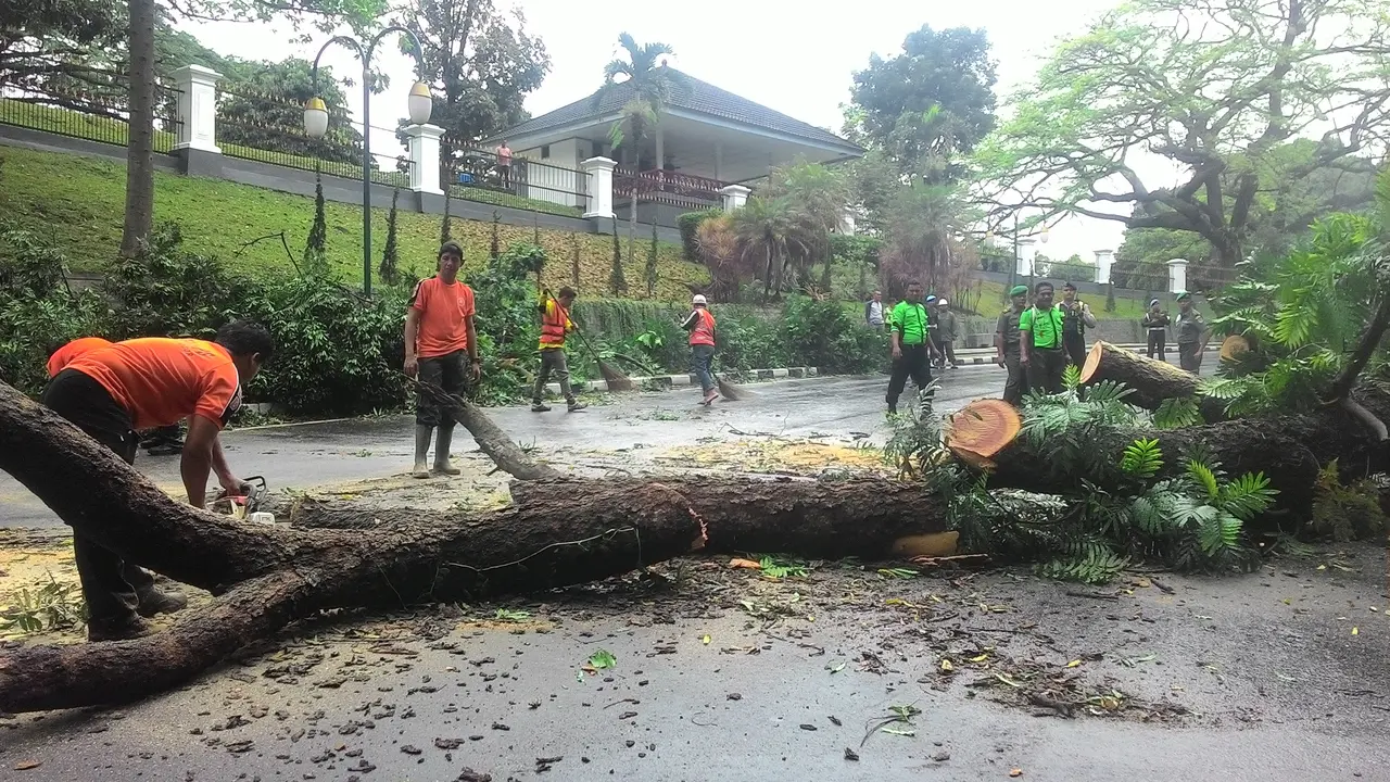 Pohon tumbang di Bogor
