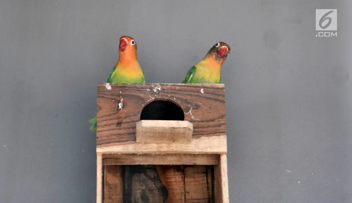 Sepasang burung lovebird di sebuah peternakan kawasan Duren Sawit, Jakarta, Minggu (23/9). Burung yang berasal dari Afrika ini merupakan salah satu hewan primadona bagi para pecinta burung kicau. (Merdeka.com/Iqbal Nugroho)