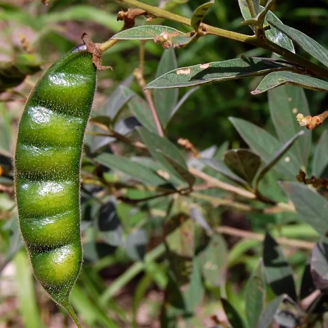 Kacang Gude