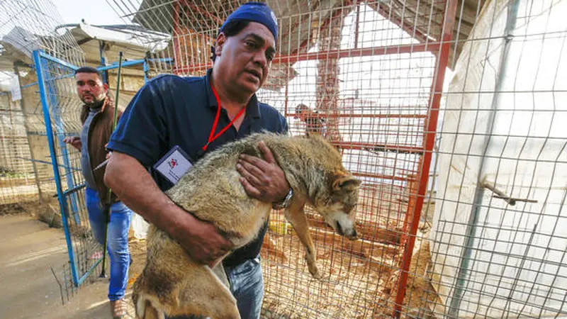 Aksi heroik dokter hewan Amir Khalil yang giat melakukan aksi penyelamatan hewan di daerah konflik.
