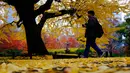 Wisatawan berjalan kaki melewati dedaunan yang gugur di Taman Hibiya, Tokyo Jepang, Selasa (10/12/2019). Jadwal musim gugur di tiap kota di Jepang berbeda-beda tergantung dari letak geografisnya, bagian utara akan mengalami musim gugur lebih awal dibandingkan selatan. (AP Photo/Kiichiro Sato)