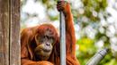 Puan, orangutan terlihat beristirahat di Kebun Binatang Perth di Australia (27/10). Puan 60 tahun kini telah memiliki 11 anak dan dinyatakan masuk catatan Guiness World Record sebagai orangutan Sumatera tertua di dunia. (Perth Zoo/Alex Asbury/ REUTERS)