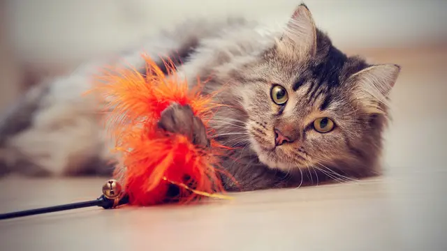 Tolong, Kucingku Kegemukan! Begini Cara Jitu Turunkan Berat Badannya