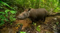 Ancaman Jerat dan Pencari Gaharu Bayangi Badak Kalimantan Terakhir