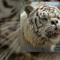 Akibat kawin silang, banyak hewan yang terlahir cacat.