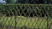 Espalier, Pagar Hidup nan Menawan di Pekarangan