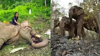 Kisah Gajah Thailand yang Kelaparan Akibat Pandemi Corona Ini Bikin Terenyuh
