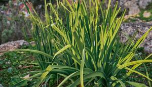 Tanaman Daun Bawang (Photo by ededchechine on Freepik)