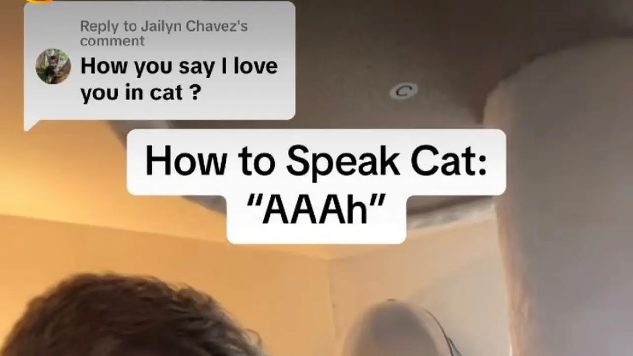 Alec Newman Cat Whisperer