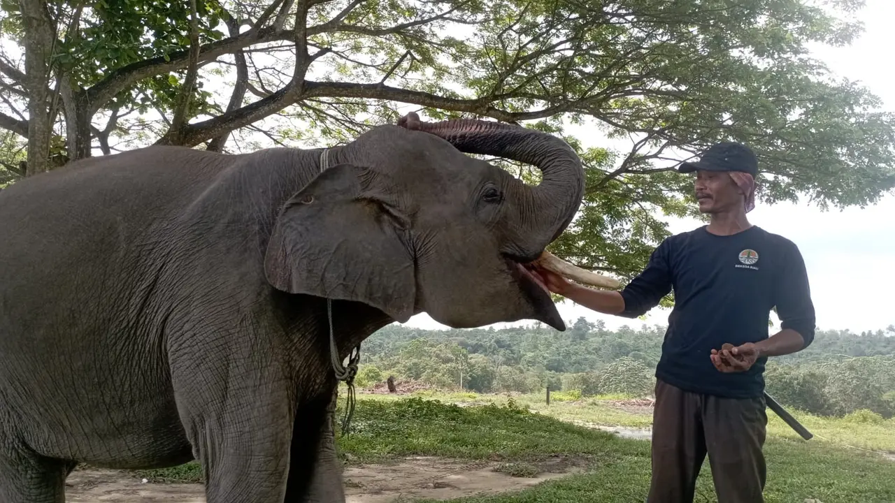 Keberadaan Gajah Togar di Pusat Latihan Gajah (PLG) Minas, Riau, yang didukung PT Pertamina Hulu Rokan