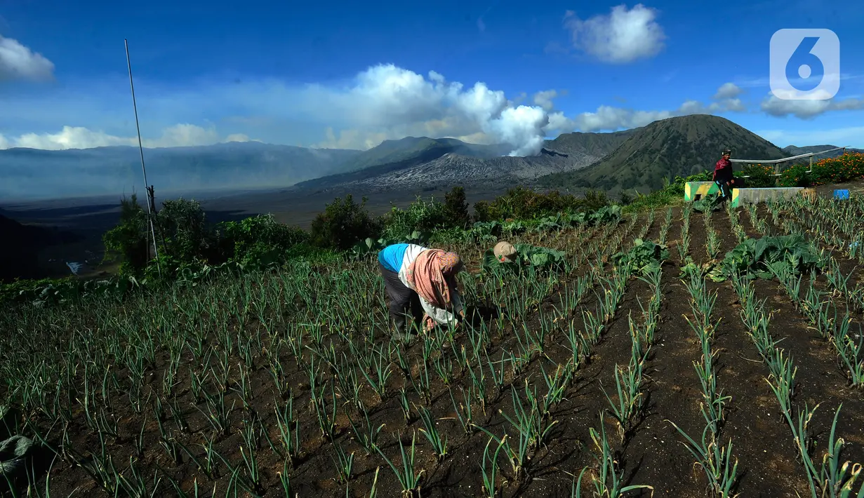 Hasil pertanian utama suku Tengger adalah kentang, jagung, kopi, wortel, dan kubis. (merdeka.com/Arie Basuki)