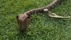 Musim Kawin, Kobra Betina Masuk Vila