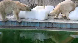 Dua ekor beruang kutub bermain dengan balok es raksasa di Kebun Binatang dan Kebun Raya Budapest, Hungaria, 4 Agustus 2017. Sebelas negara bagian selatan dan tengah Eropa mengeluarkan peringatan cuaca panas yang ekstrim. (ATTILA KISBENEDEK/AFP)