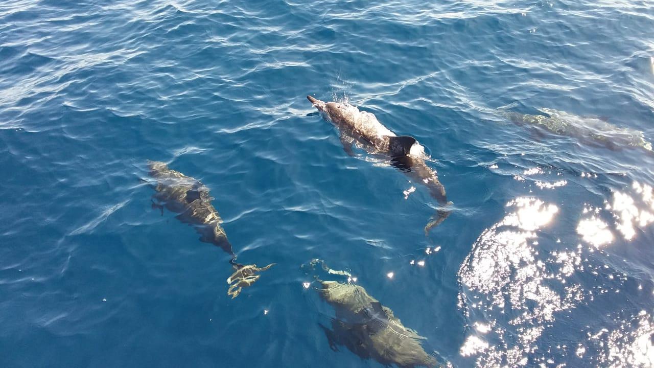 Nadine Chandrawinata dan Tarian Lumba-Lumba